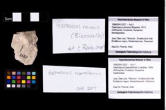 Foto (Objekt + Etikett) von Gastrosacus tuberosiformis (Lorenthey, 1929)  (NHMW-GEO-1990-0041-2527)